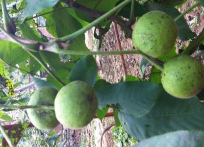 满天星 39树喜水还是喜旱