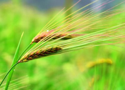 青稞成熟时间 青稞什么时候成熟