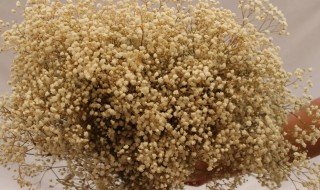 满天星如何保存时间长 怎样给满天星保鲜