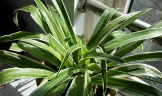 青叶吊兰可以放卧室吗 青叶吊兰能不能放在卧室养护管理