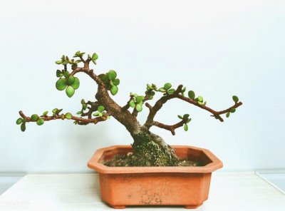 金枝玉叶用什么水浇好 给金枝玉叶浇灌什么水最合适