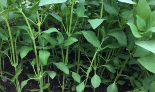 在家里怎么种植荆芥 种植荆芥的简单方法