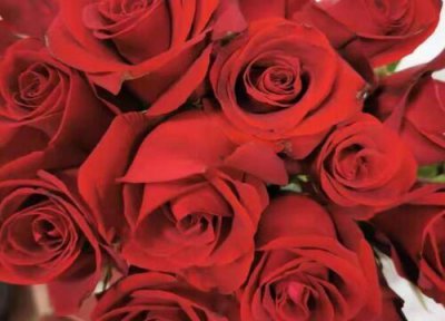 玫瑰花栽种步骤 玫瑰花怎么种植方法