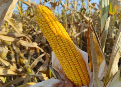 佳玉538玉米品种简介 佳玉538种子审定公告、价格