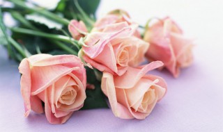 如何让玫瑰花保鲜久些 玫瑰怎样养才能养的久