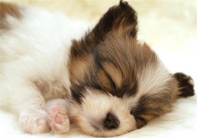 1至3个月小狗吃什么有营养 没有狗粮的情况下喂养什么