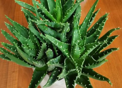 芦荟叶子不绿怎么办 元宝芦荟怎样养护叶片又绿又鲜艳