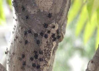 葡萄种植中常见病害 葡萄主要病虫害防治方法与技术措施