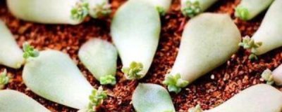 多肉插叶繁殖方法图解 多肉植物叶插注意事项