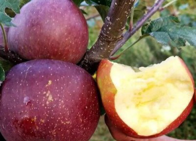 昭通苹果好吃吗甜吗 昭通苹果还是大凉山苹果好吃