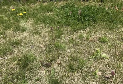 怎么让土地不长杂草 杂草太多的田地里怎么处理