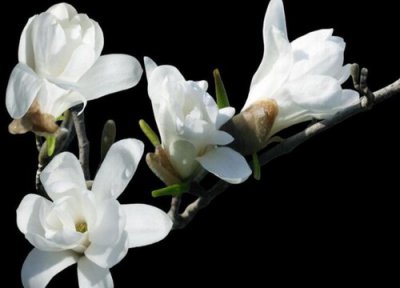 木兰花的花语和寓意是什么 木兰花象征什么意思与含义