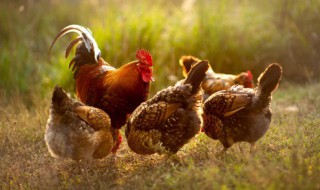 农家现杀鸡怎么保鲜运输 农家现杀鸡如何保鲜运输