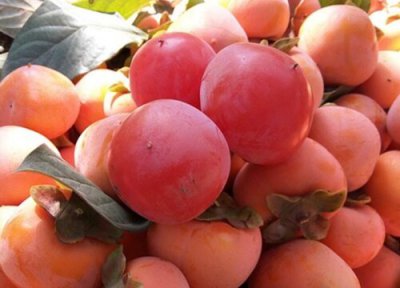 柿子有几种品种图片大全 最好吃的柿子品种名称及介绍