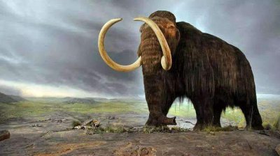 猛犸是什么东西 猛犸象为什么会在1万年前突然灭绝