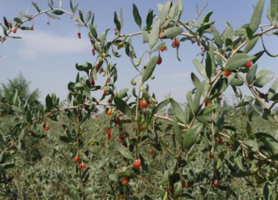 枸杞冬天落叶吗 枸杞盆景落叶还是常绿