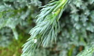 室外常绿植物有哪些 室外常绿植物有什么