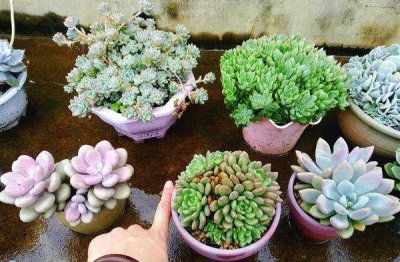 多肉被雨淋湿怎么处理 多肉植物被大雨淋了怎么办