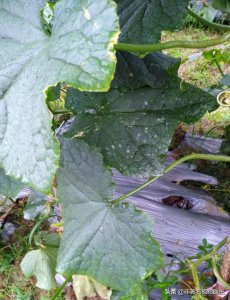 种植黄瓜白粉病用什么药效果好 白粉病发生条件及防治措施