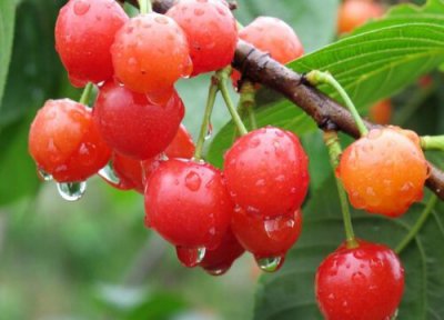 小樱桃成熟时间 小樱桃什么时候成熟