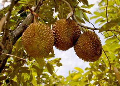 榴莲产地与品种 榴莲几月份成熟