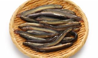 鱼缸养泥鳅养多久合适 清水养泥鳅能活多久