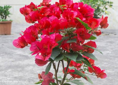 三角梅开花以后怎么养护 三角梅如何养护避免开花越来越少