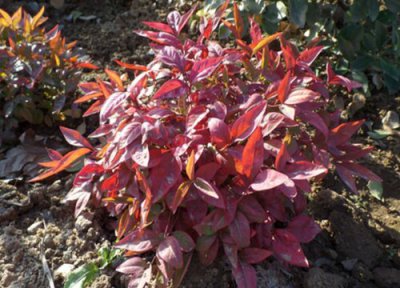 南天竹好养活吗 南天竹容易养活吗