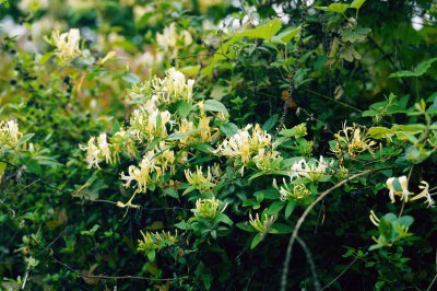 金银花是树还是藤图片 金银花是长什么样子的植物