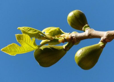 一天吃多少 无花果干一天吃几个最好