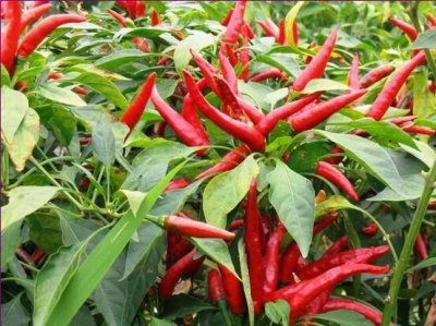 辣椒苗需要摘心打顶吗 种植辣椒树什么时候打顶摘掉分枝