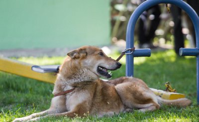 最温顺的狗狗排名榜 性格温顺通人性的小型犬排行