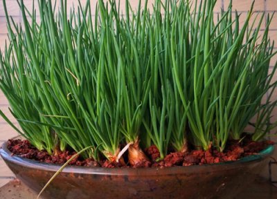 葱籽什么时候播种合适 播种时间和方法