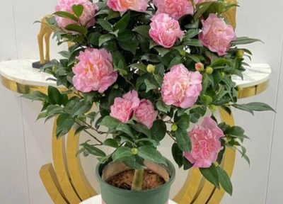 家门口种什么花最旺宅 农村门口花坛栽什么花旺财