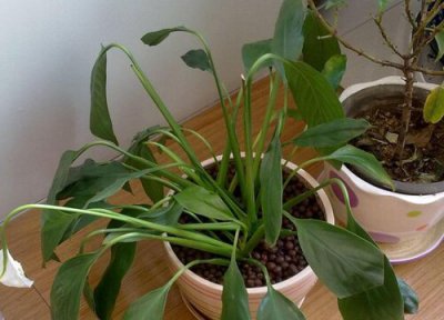 一帆风顺可以扦插吗 快速生根成活的扦插方法