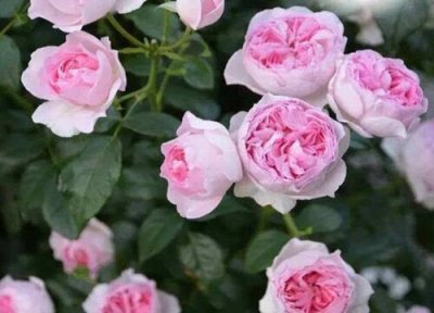 月季我的心勤花 月季我的心勤花吗