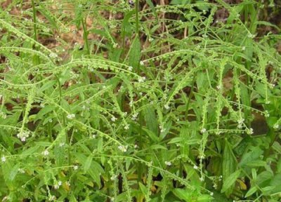 鼠见愁是什么植物 属于什么科植物