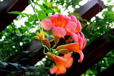 凌霄花果实食用吗 凌霄花结果能吃吗