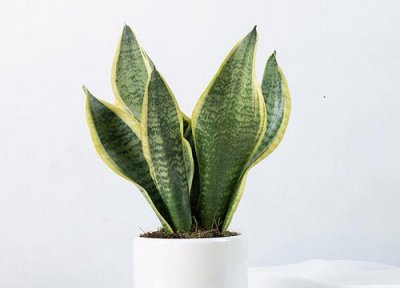 如何让虎皮兰长高长直还旺盛 虎皮兰盆栽的养护方法