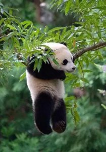 大熊猫分布在哪些地区 我国大熊猫分布地的演变史