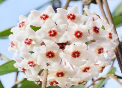 球兰什么时候开花 花期多长时间