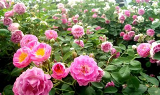 蔷薇适合什么季节播种 蔷薇适合哪个季节播种