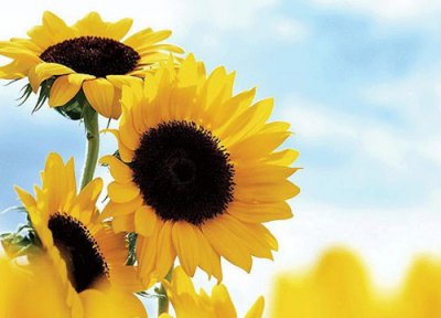 向日葵适合放在卧室吗 放在睡觉的房间好不好