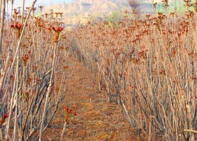 香椿大棚栽种方法 大棚香椿的种植技术