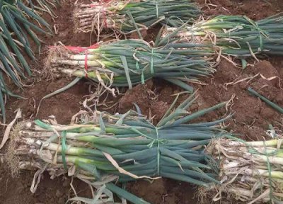 香葱种植时间 香葱种植时间和方法