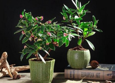 金边瑞香好养吗?开花香吗? 4月份如何养金边瑞香植株长势更旺