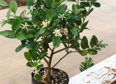 柠檬什么时候换盆最好 换盆土最佳时间