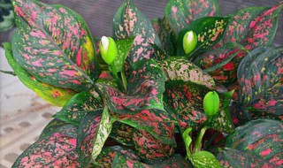 适合室内盆栽的植物有哪些 适合室内盆栽的植物推荐