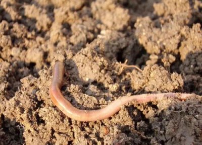 蚯蚓的作用与功效 蚯蚓对植物的作用