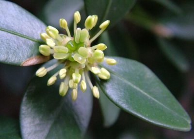 瓜子黄杨开花吗 开什么花 图片